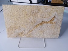 Fossil versteinerter fisch gebraucht kaufen  Koserow