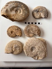 Lotto ammoniti fossili usato Lotto ammoniti fossili usato  Caprino Veronese