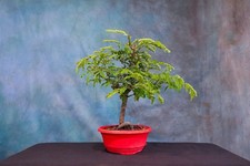 Tamarind pre bonsai for sale  North Fort Myers