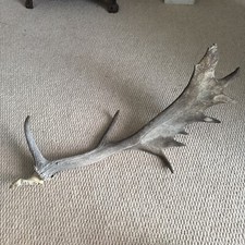 Large fallow deer for sale  FRINTON-ON-SEA