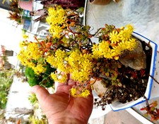 Aeonium lindleyl variety for sale  San Clemente