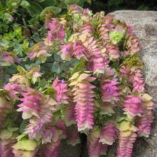 Hanging oregano kent for sale  LLANDYSUL