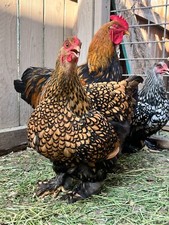 Rare large fowl for sale  Edinburg