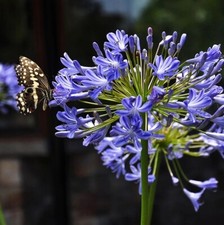 African blue agapanthus for sale  Hudson