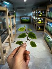 Begonia elaeagnifolia dart for sale  Cleveland