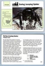 Daring jumping spider for sale  SLEAFORD
