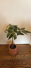 Rare live plant for sale  Alexandria