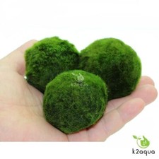 7cm giant marimo for sale  HOUNSLOW