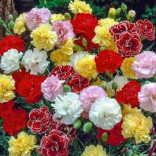 Carnation garden mix for sale  LONDON