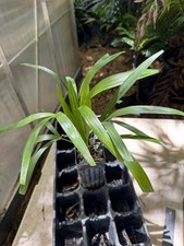 Zombia antillarum palm for sale  Port Saint Lucie