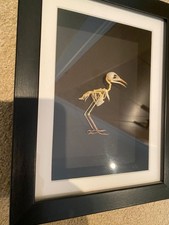 Jungle prinia bird for sale  CHESHAM