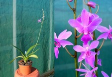 Phalaenopsis purple gem d'occasion  Fumel