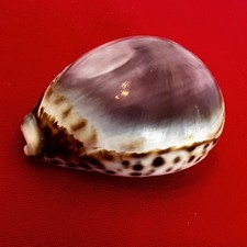 Purple top tiger for sale  Clio