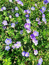 Geranium wallichianum rozanne gebraucht kaufen  Brilon