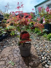 Acer palmatum japanese for sale  LARGS