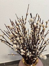 Getrocknete weidenkätzchen de gebraucht kaufen Getrocknete weidenkätzchen de gebraucht kaufen  Osnabrück