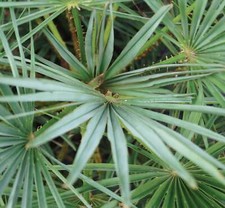 Chamaerops humilis var. usato  Italia