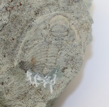 Trilobit acadoparadoxides pinu gebraucht kaufen  Weeze