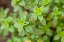 Refreshing lemon thyme for sale  LONDON