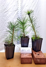 Scotch scots pine. for sale  La Grande