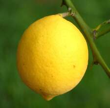 Citrus limon meyer usato  Napoli