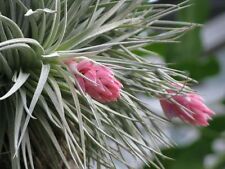 Tillandsia oaxacana live for sale  DRONFIELD