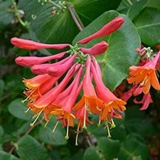 Trumpet coral honeysuckle for sale  Mobile