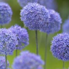 Blue allium azureum for sale Blue allium azureum for sale  PRESTON