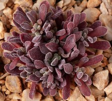 Crassula fernwood x for sale  Portland