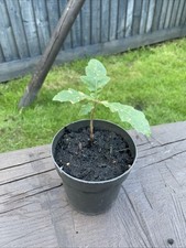 English oak potted for sale  PEMBROKE