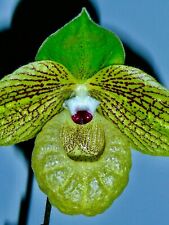 Paphiopedilum species malipoen gebraucht kaufen  Augsburg