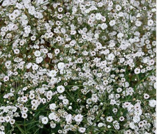 Gypsophila paniculata white for sale  BELLSHILL