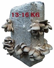 Fungo ostrica allevamento usato  Spedire a Italy