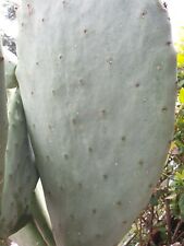 Opuntia pala cladodi usato  Firenze