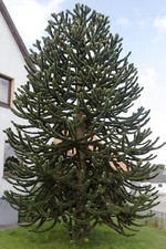 Araucaria araucana samen gebraucht kaufen  Obernkirchen