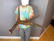 Shiras moose shed for sale  Moscow