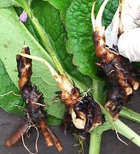 comfrey root cuttings for sale  WITHERNSEA