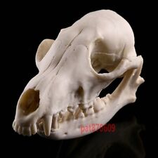 Animal skull red for sale  STAFFORD