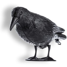 Corvo nero scaccia usato  Italia