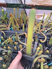 Hildewintera nahephalther plan usato Hildewintera nahephalther plan usato  San Marco Evangelista