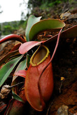 Nepenthes merrilliana pianta usato  Italia