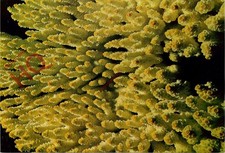 Picture postcard coral for sale  NEWCASTLE UPON TYNE