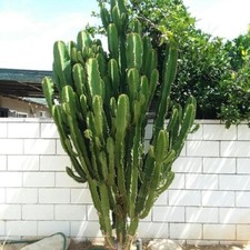 Live cactus cuttings for sale  West Covina