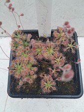sundew for sale sundew for sale WARMINSTER