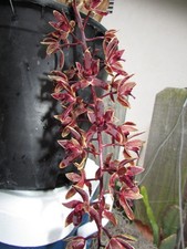 cymbidium orchid for sale cymbidium orchid for sale Carpinteria