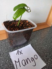 Avocado mango pflanze gebraucht kaufen  Stutensee