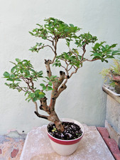 Crape myrtle live for sale  Miami