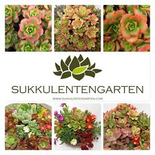 5xsukkulentenmix aeonium kalan gebraucht kaufen  Wachtendonk