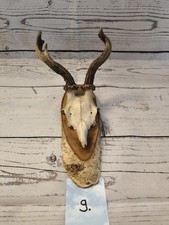Rehgehörn rehgeweih gehörn gebraucht kaufen  Niederdorfelden