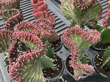 Rare euphorbia lactea for sale  Longwood